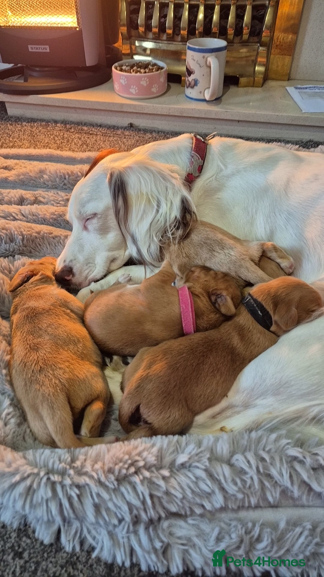 Springador dogs for sale: 3 springador puppies for sale  - Advert 5