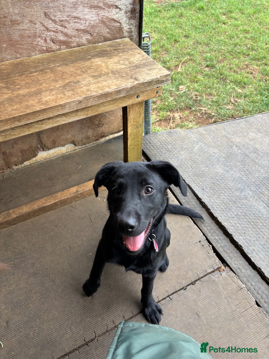 Mixed Breed dogs for sale: 6 month lab x - Advert 4