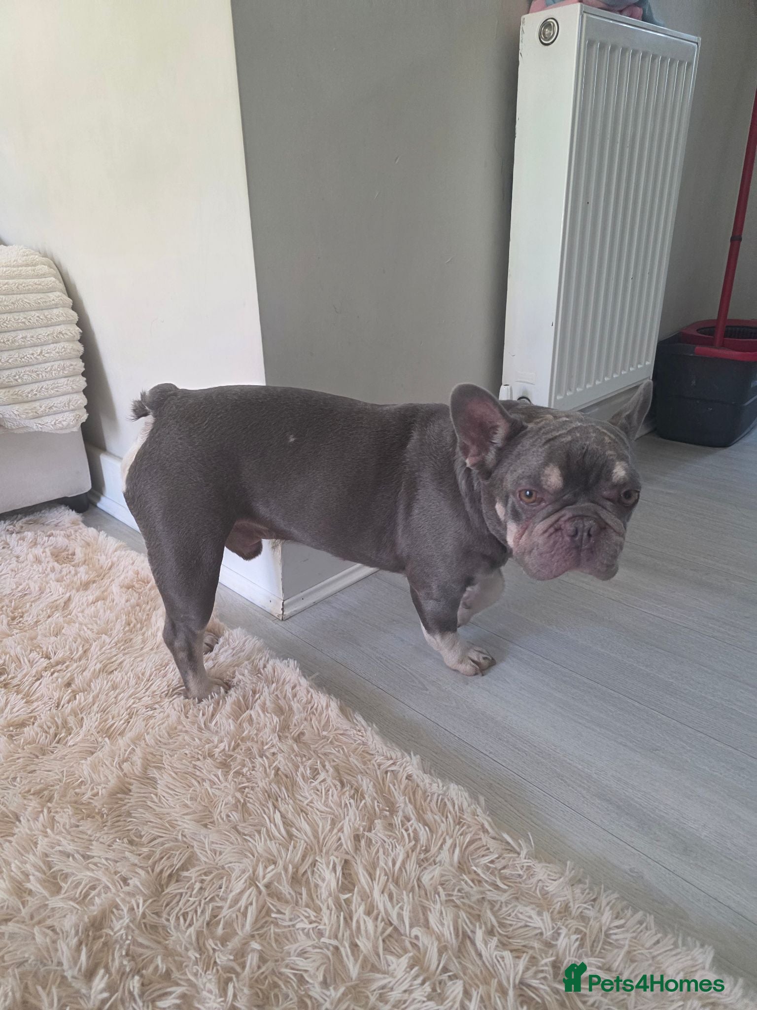 French Bulldog dogs 2 year old French Bulldog Male for sale  - Advert 1