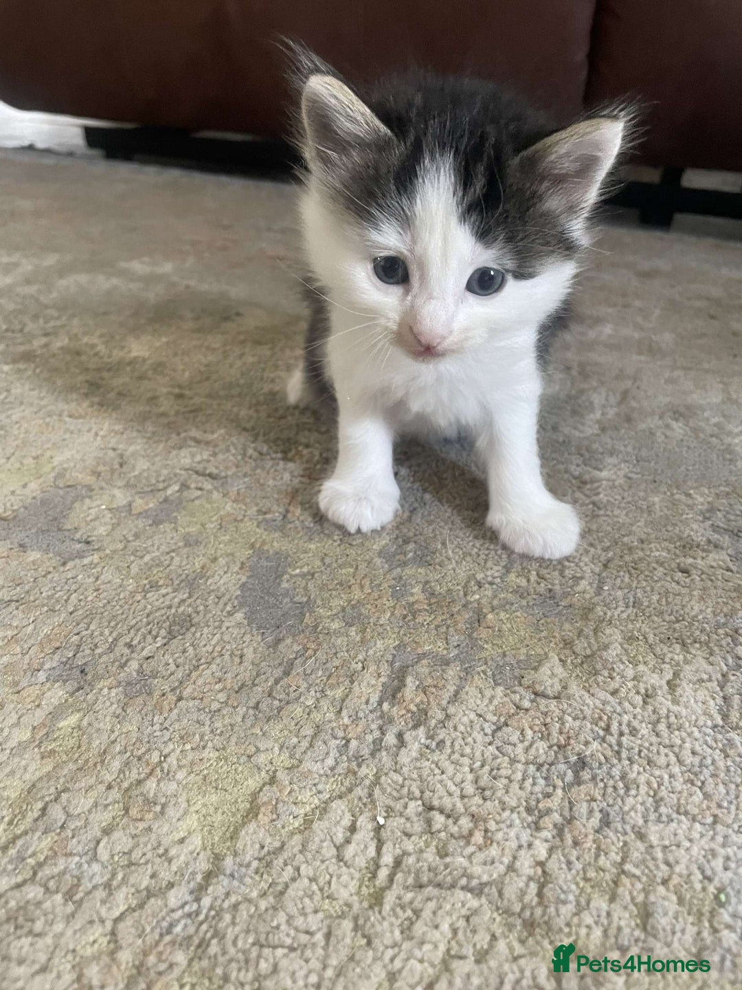 Domestic Shorthair cats for sale: 2 beautiful kittens for sale  - Image 2