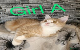 Maine Coon cats for sale: Maine coon kittens 'PuuureLove'  - Image 2
