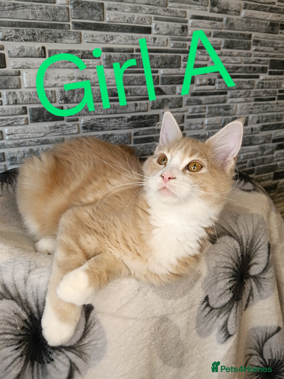 Maine Coon cats for sale: Maine coon kittens 'PuuureLove'  - Image 2