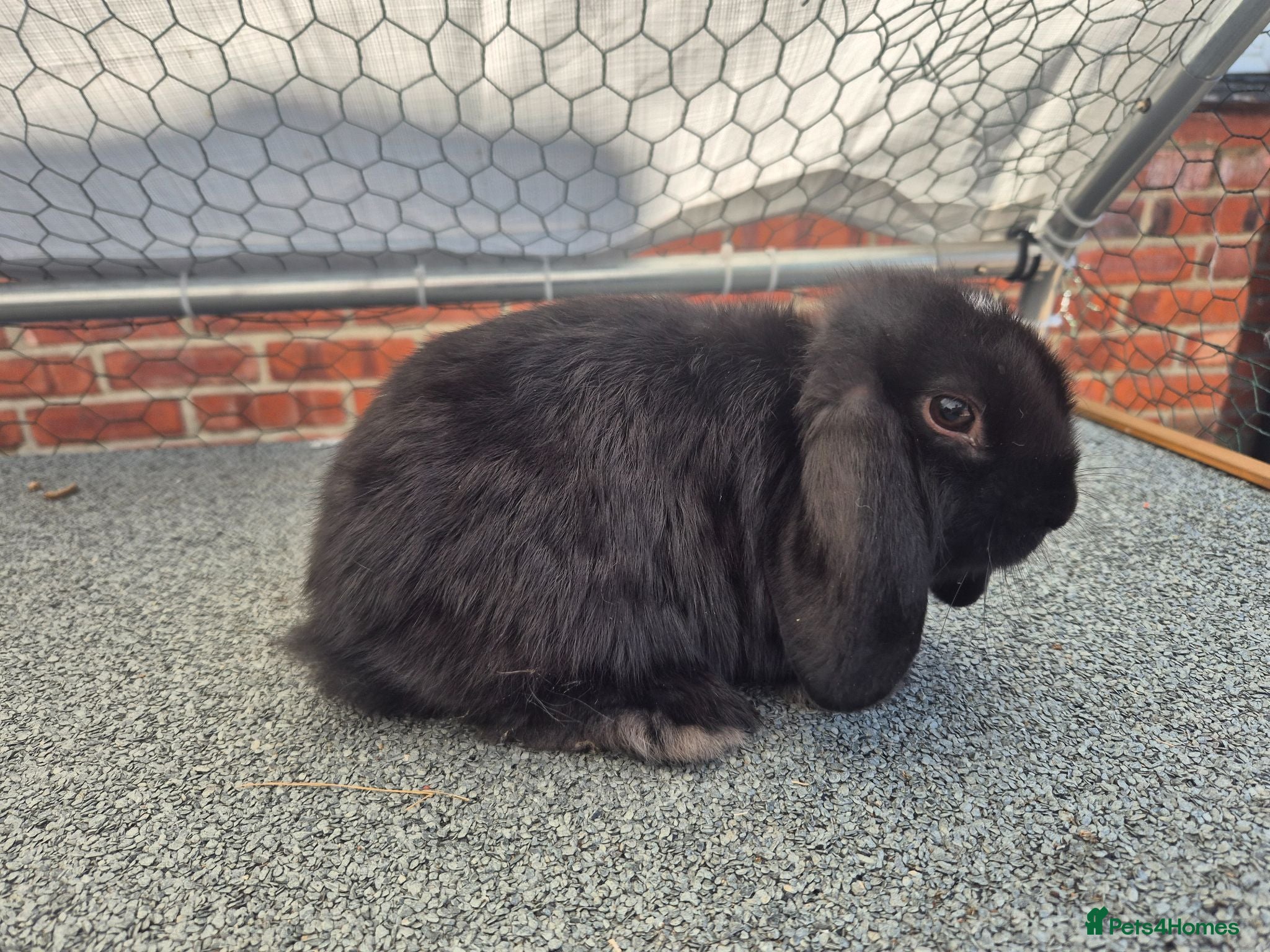 Mini Lop rabbits Ready to leave now - Advert 2