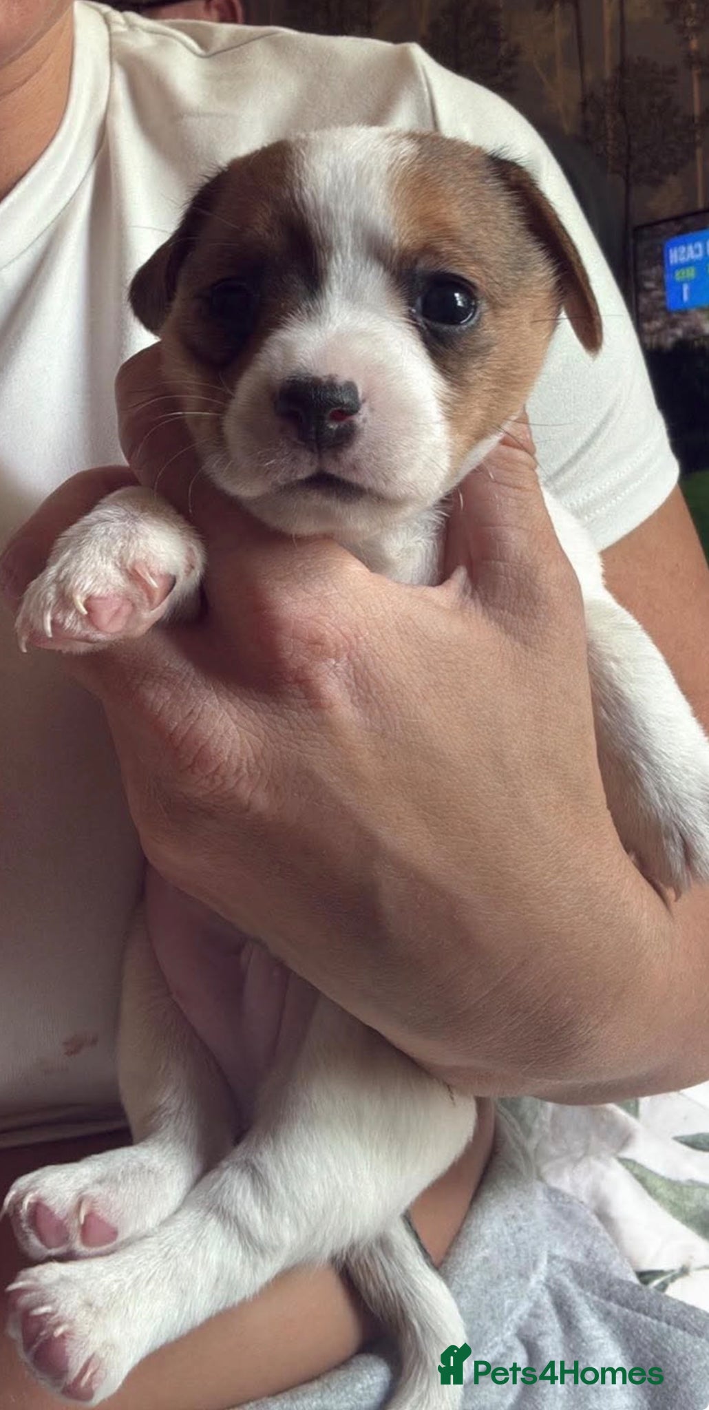 Jack Russell Puppy 3