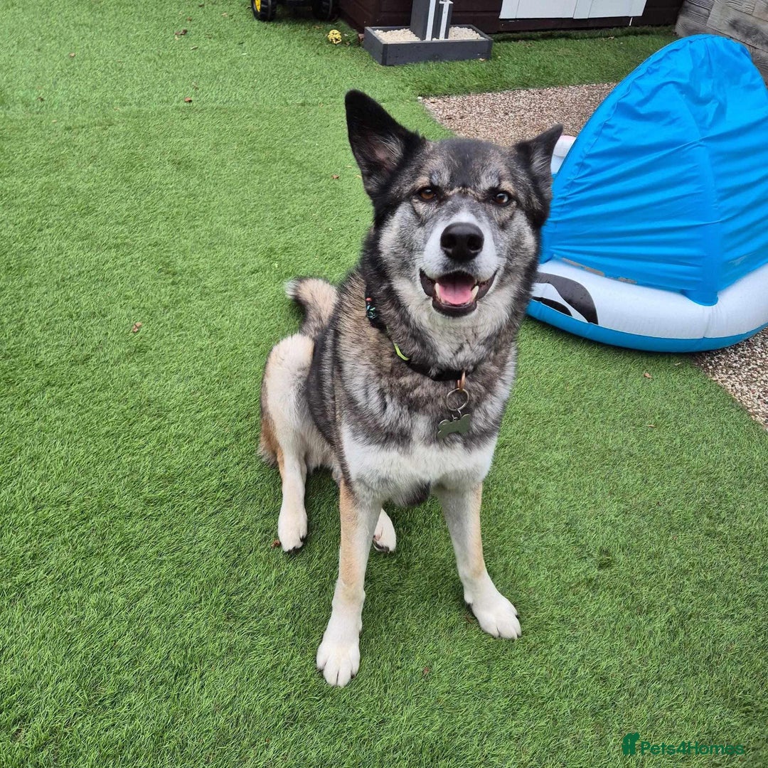 Mixed Breed dogs for adoption: HACHI – YOUR ADVENTURE BUDDY IS WAITING - Image 1