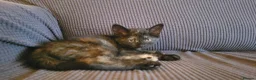 Mixed Breed cats for sale: Five Gorgeous Kittens Available! - Advert 34