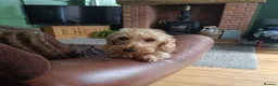 Miniature Dachshund dogs for sale: Premium Mini Wire-haired Dachshund Puppies - Advert 2