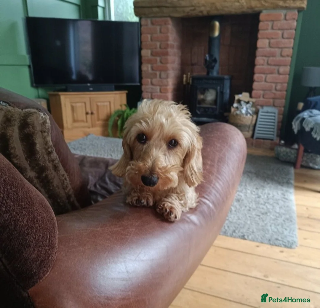 Miniature Dachshund dogs for sale: Premium Mini Wire-haired Dachshund Puppies - Advert 2