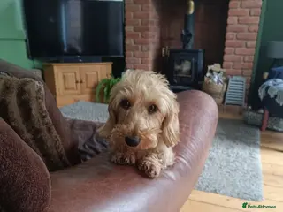 Miniature Dachshund dogs Premium Mini Wire-haired Dachshund Puppies - Advert 2