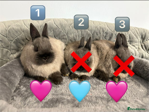 Netherland Dwarf rabbits * 1 x Female left * Netherland Dwarf Bunnies - Advert 5