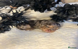 Cockapoo dogs for sale: Merle cockapoo  - Image 9