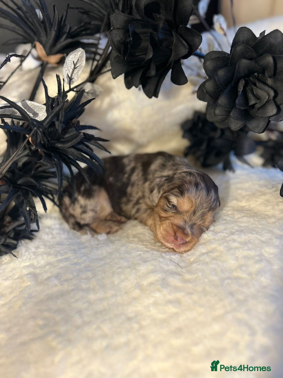 Cockapoo dogs for sale: Merle cockapoo  - Image 9