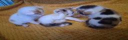 Mixed Breed cats for sale: 5 absoloutly stunning kittens  - Advert 8