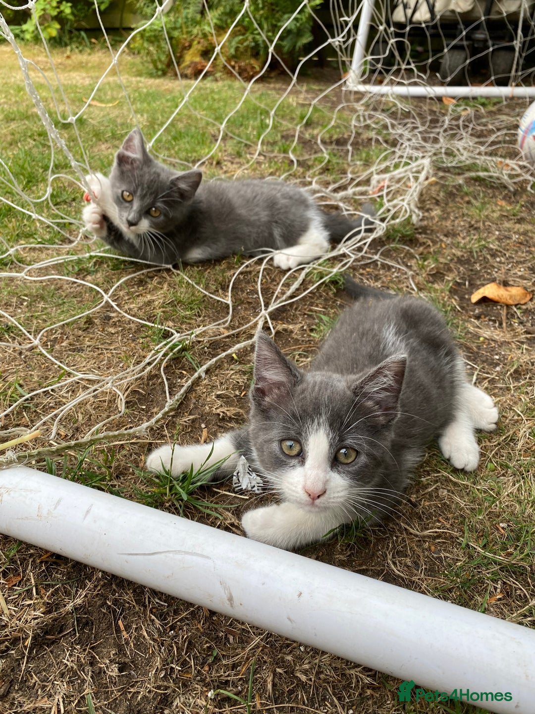 Mixed Breed cats for sale: beautiful kittens - Image 33