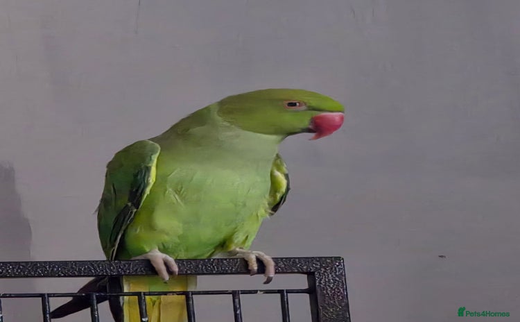 Ringnecks birds - Advert 1