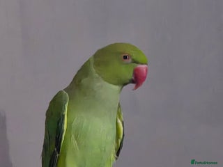 Ringnecks birds for sale: Female Indian ringneck - Advert 1