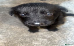 German Shepherd dogs for sale: German shepard pups - Image 2