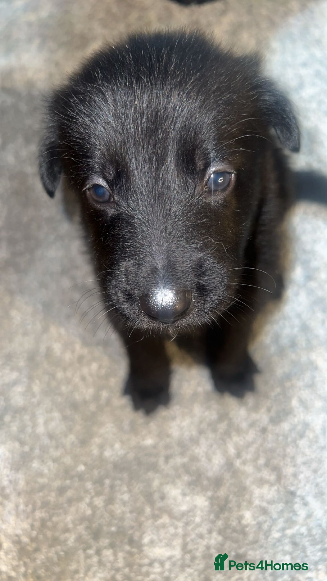 German Shepherd dogs for sale: German shepard pups - Image 2
