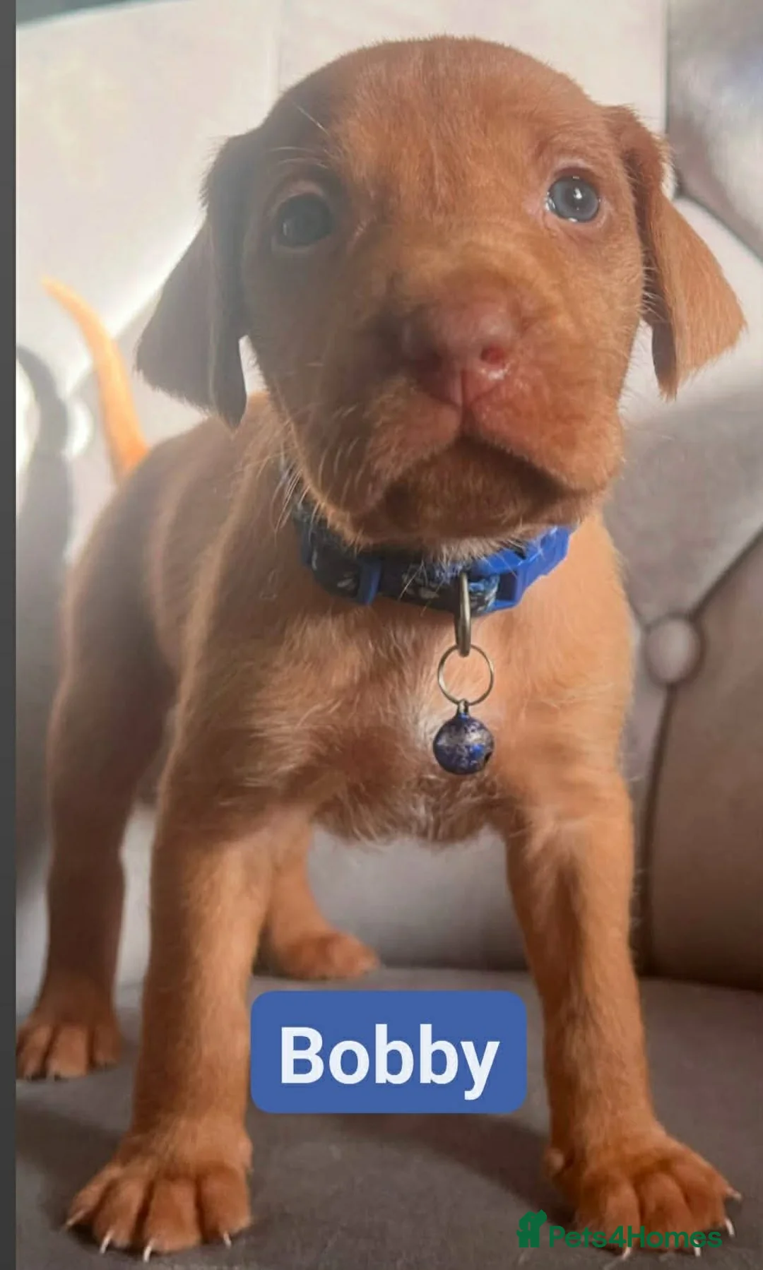 Hungarian Vizsla dogs for sale: Extra Ordinary Beautiful Hungarian Vizsla - Advert 11