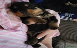 Rottweiler dogs for sale: 1 male 1 female rottweiler  - Image 16