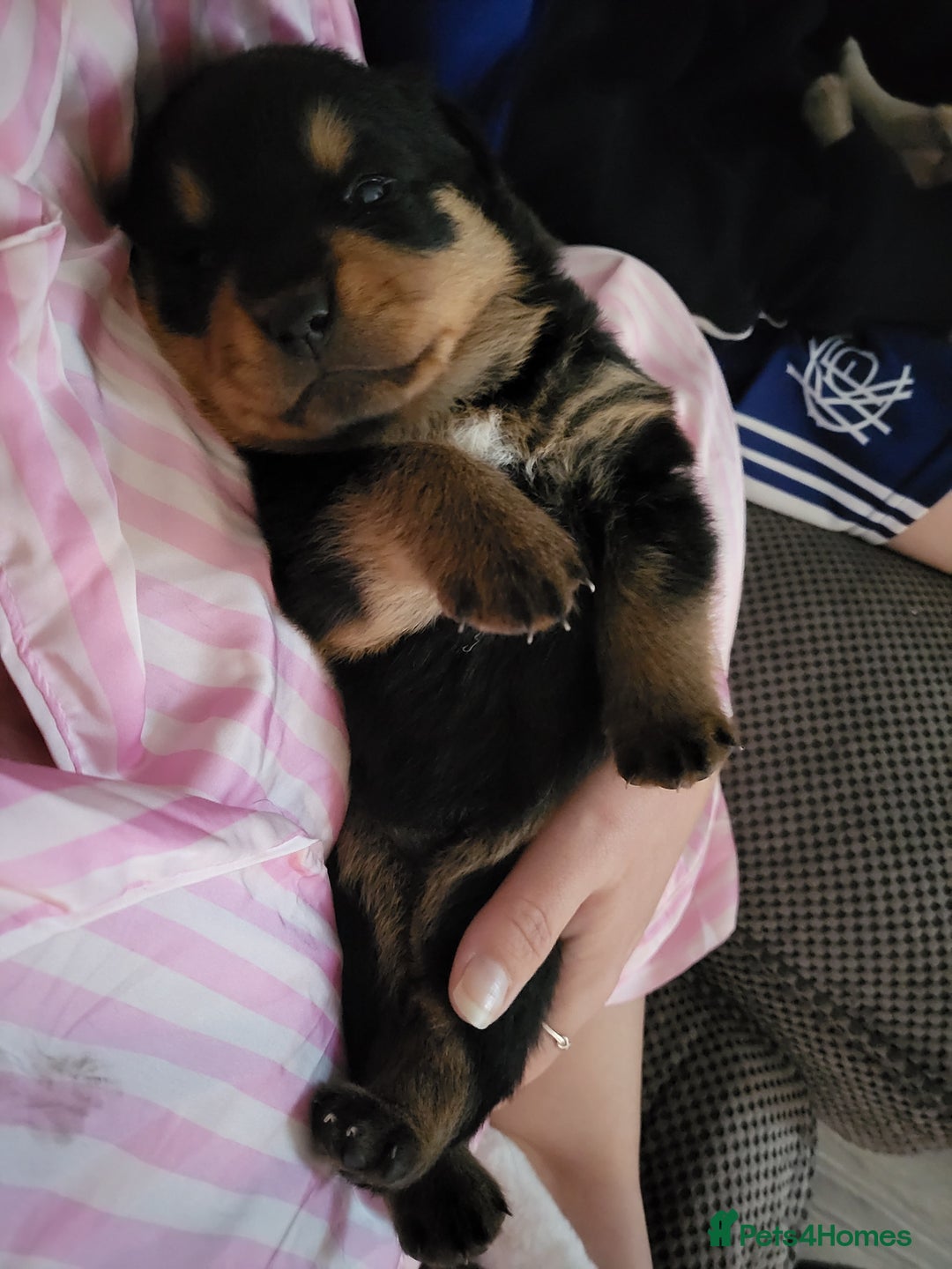Rottweiler dogs for sale: 1 male 1 female rottweiler  - Image 16