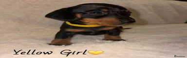 Miniature Dachshund 5