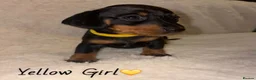 Miniature Dachshund dogs for sale: KC Miniature Dachshund Puppies - Advert 8