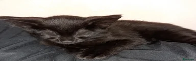 Mixed Breed Kitten 2