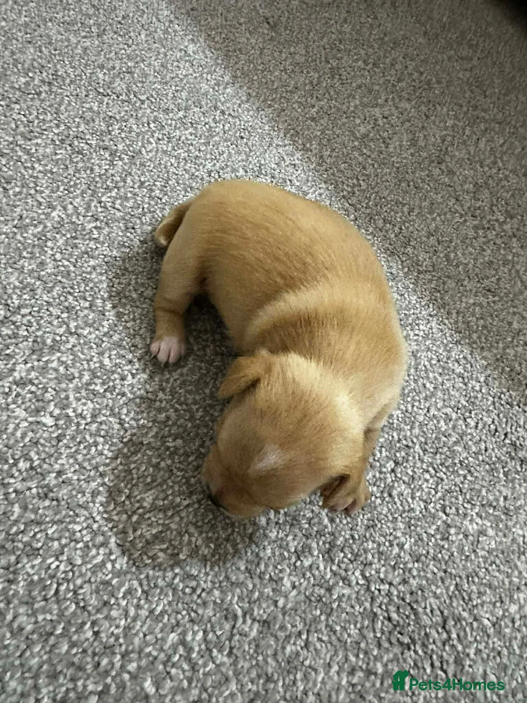 Chihuahua dogs for sale: Chihuahua  - Advert 2