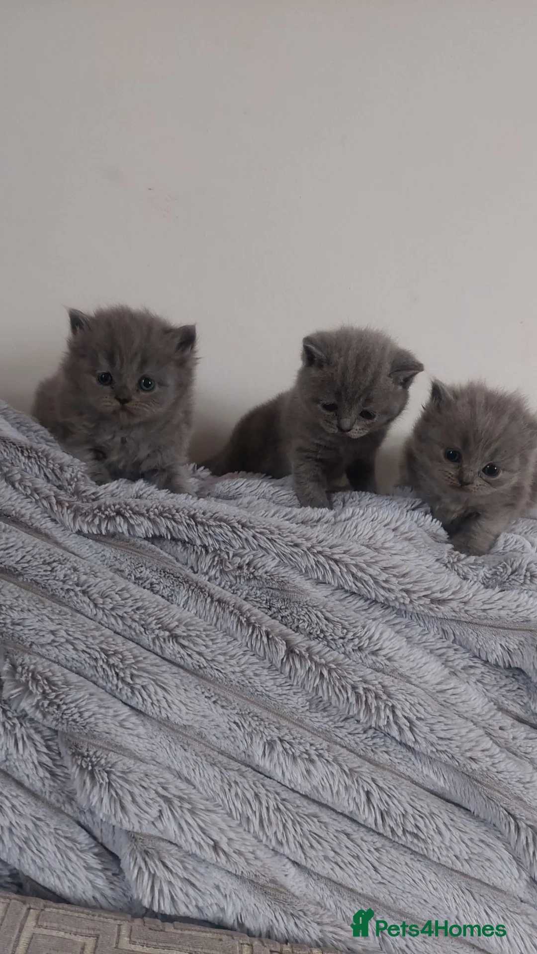 British Shorthair cats for sale: British short hair kittens  in Sheffield - Advert 5
