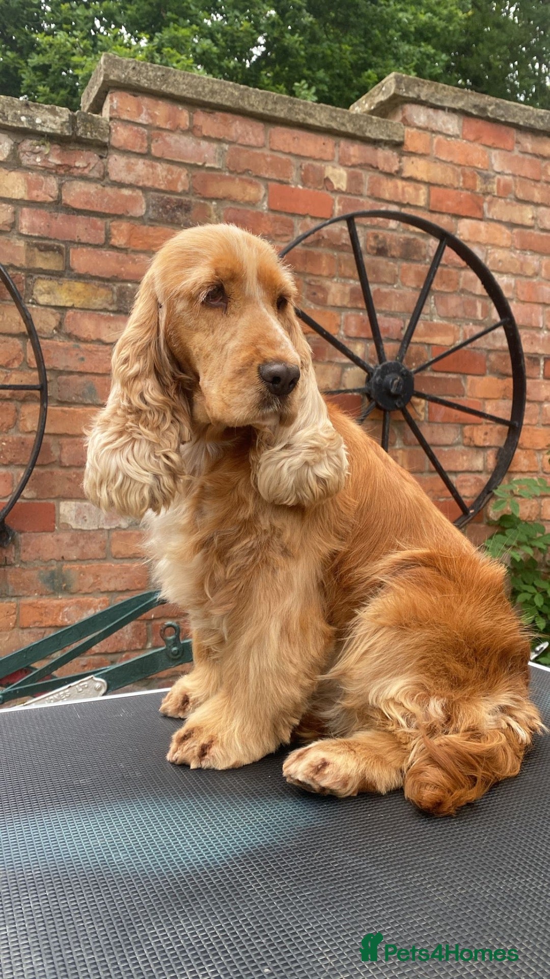 Cockapoo dogs Beautiful F1 Cockapoos  - Advert 1