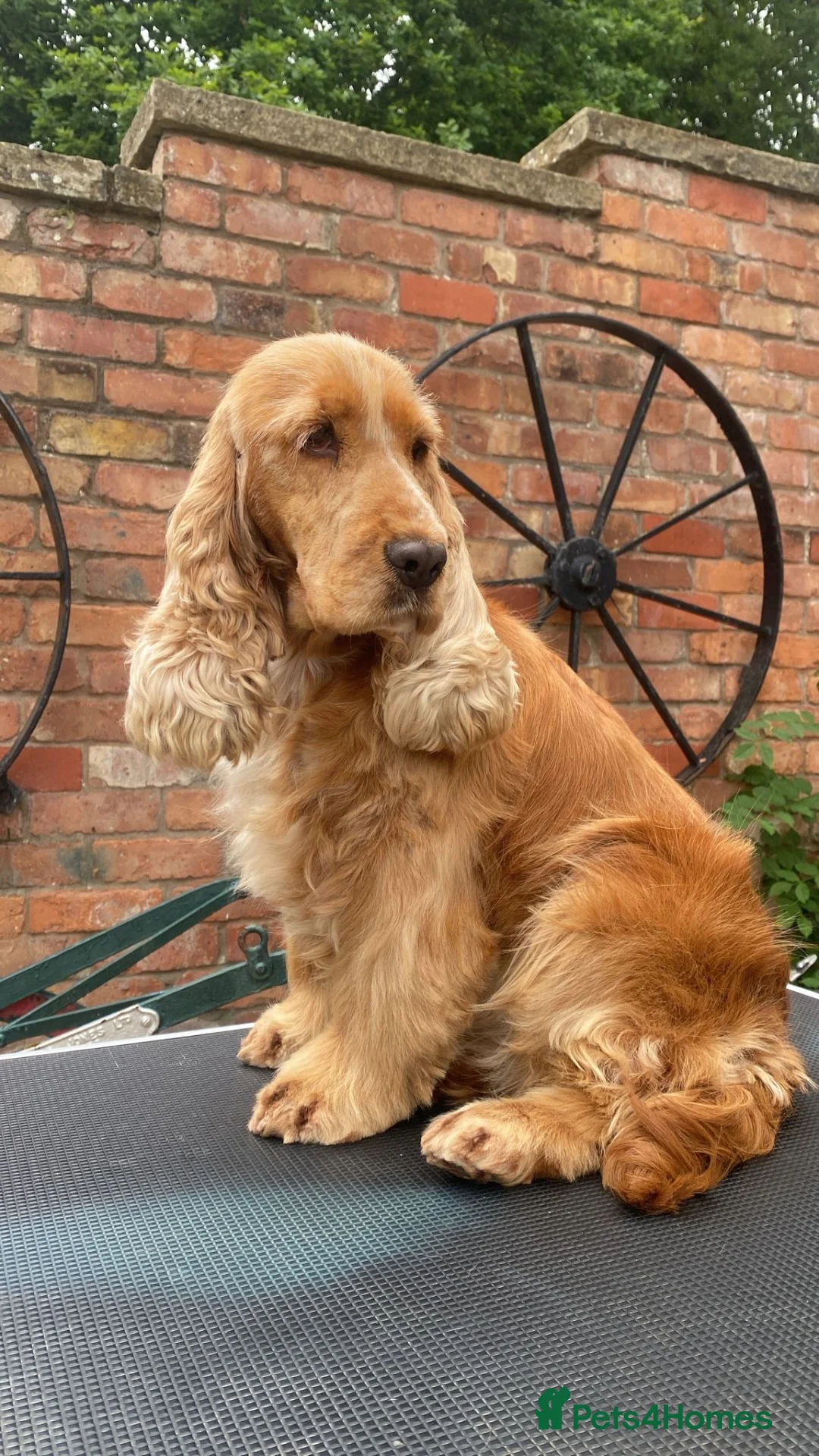 Cockapoo dogs for sale: Beautiful F1 Cockapoos  - Advert 1
