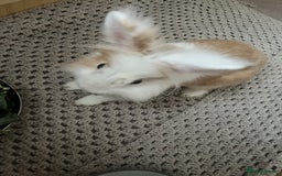 Lionhead rabbits for sale: Lionhead rabbit  - Image 1