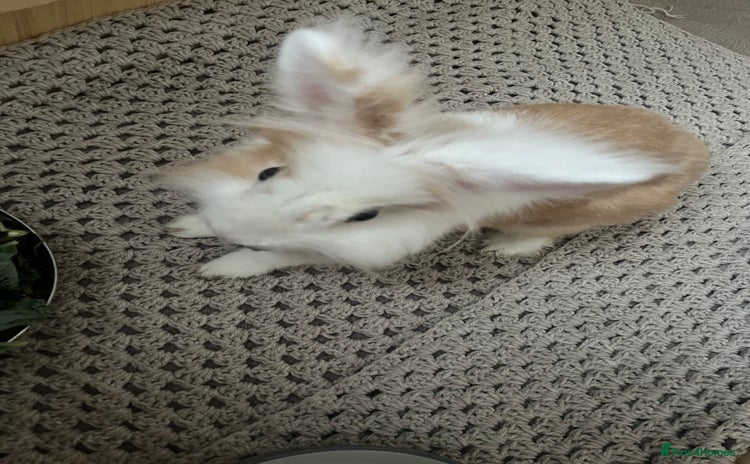 Lionhead rabbits - Advert 1