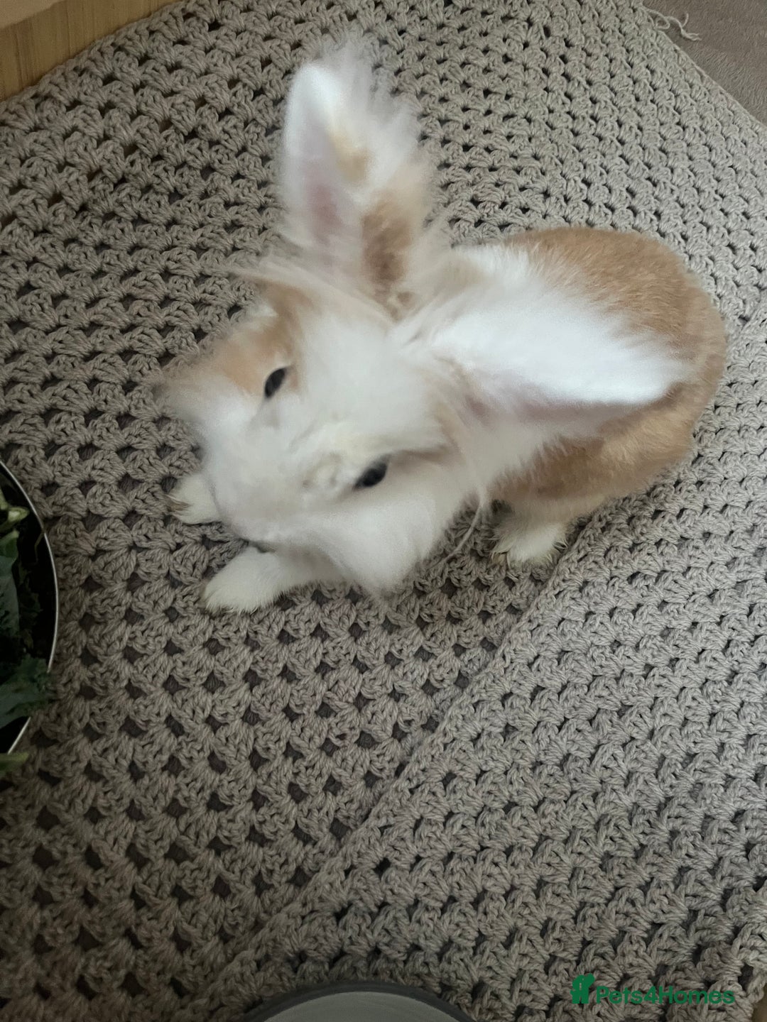 Lionhead rabbits for sale: Lionhead rabbit  - Image 1