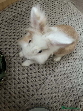 Lionhead rabbits - Advert 16