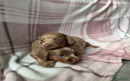 Miniature Dachshund dogs for sale: Miniature dachshunds  - Image 6
