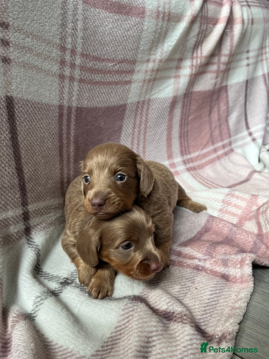 Miniature Dachshund dogs for sale: Miniature dachshunds  - Image 6