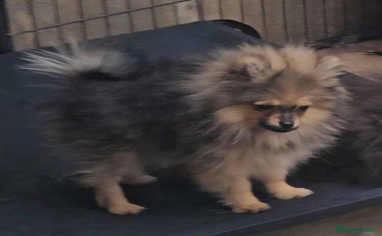 Pomeranian dogs - Advert 7