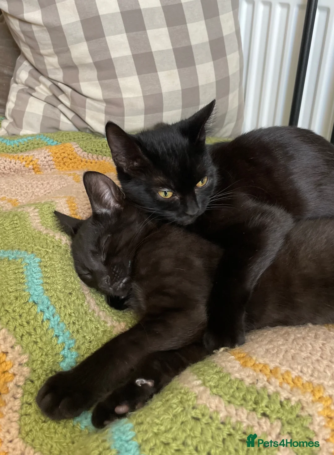 Domestic Shorthair cats for adoption: Star & Dandelion, kitten pair  - Advert 1