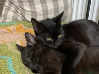 Domestic Shorthair cats Star & Dandelion, kitten pair - Advert 1