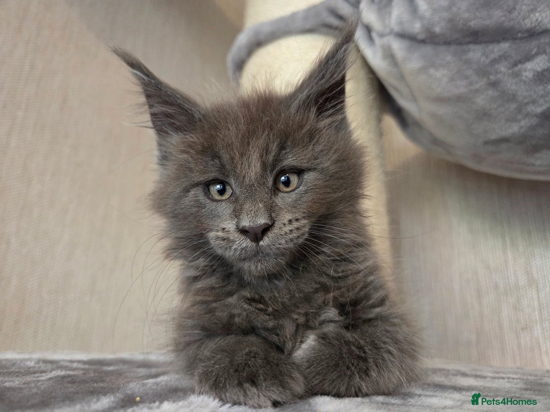 Maine Coon cats for sale: TICA REGISTERED MAINE COON KITTENS - Image 27