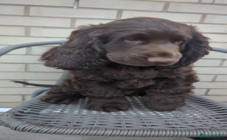 Cocker Spaniel dogs in Morecambe - Advert 5