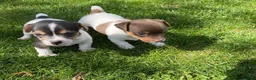 Jack Russell dogs for sale: Small Jack Russell pup available  - Advert 9