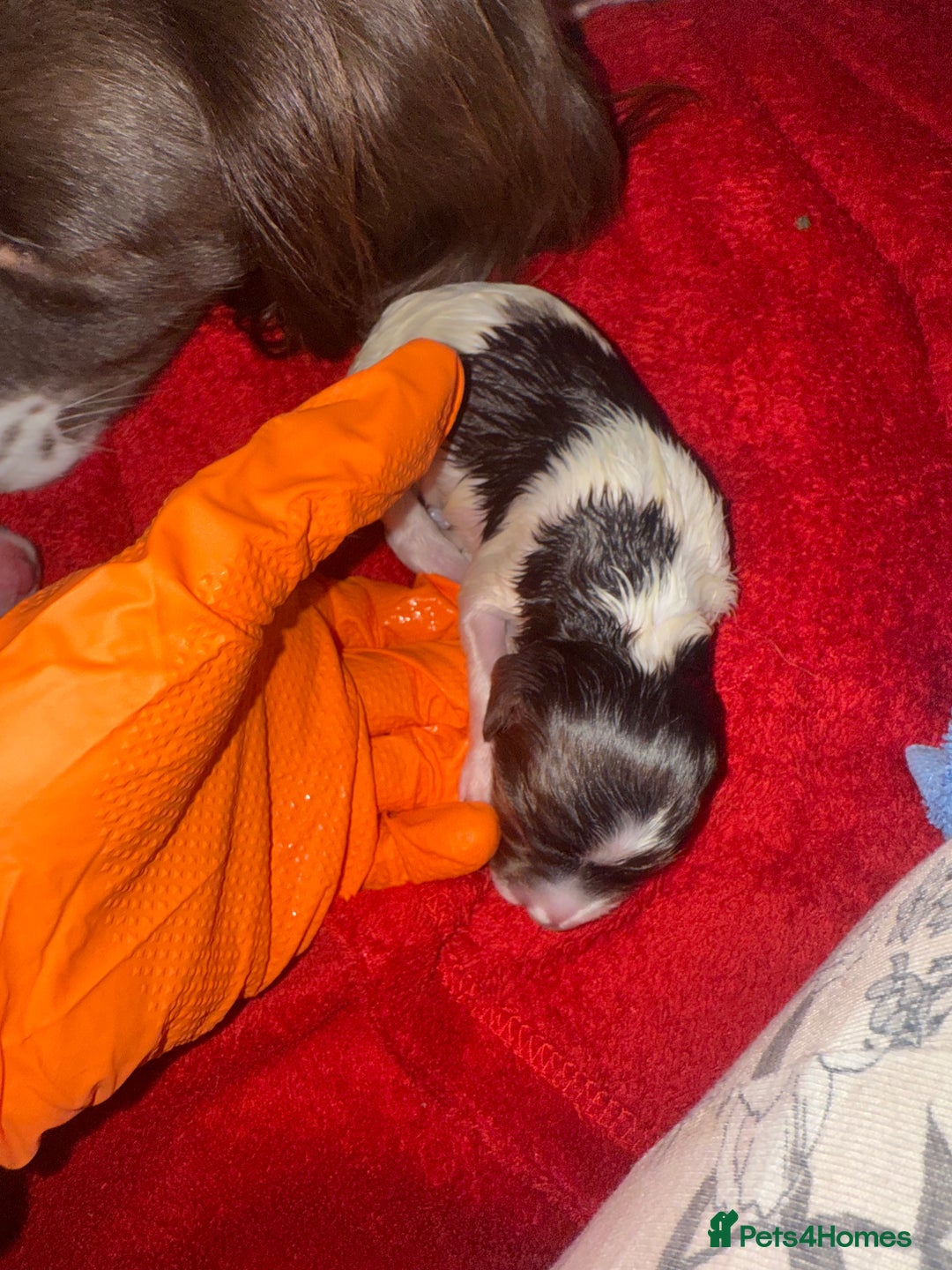 Sprocker dogs for sale: Exceptional F1B Sprocker puppy-male  - Advert 17