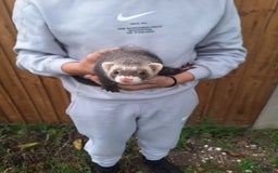 Ferret rodents for sale: Stunning ferret kits - Image 6