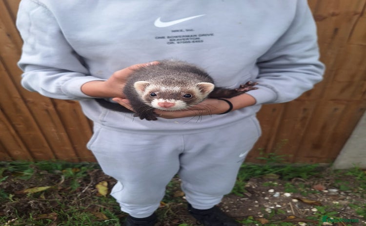 Ferret rodents - Advert 2