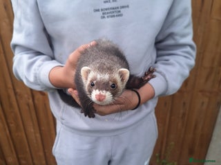 Ferret rodents - Advert 8