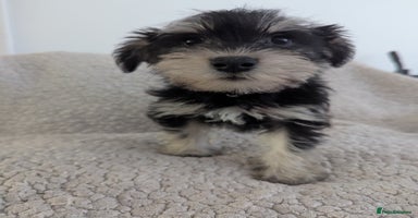 Miniature Schnauzer dogs in Liverpool - Advert 2