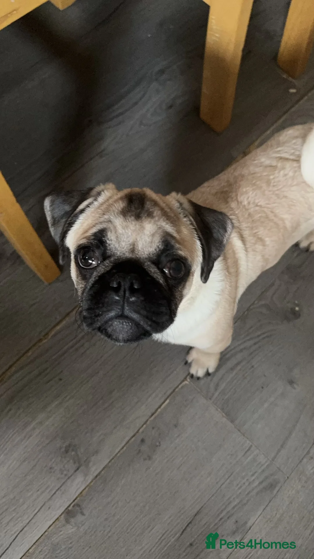 Pug dogs for stud: Pug stud  - Advert 3